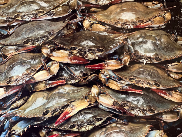 Seafood Products