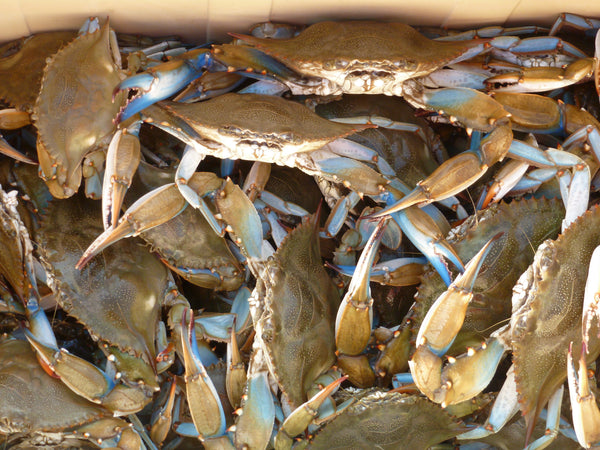 Hard Crabs - Fresh/Live