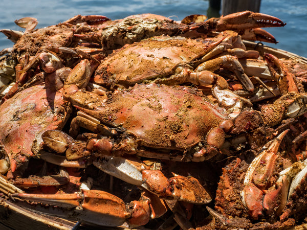 Hard Crabs - Steamed/Seasoned