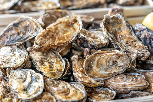 Oysters in Shell - Fresh/Live